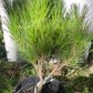 Pinus densiflora 'Heavy Bud' - 35-40 cm