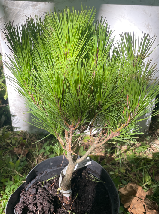 Pinus densiflora 'Heavy Bud' - 35-40 cm