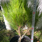 Pinus densiflora 'Heavy Bud' - 35-40 cm