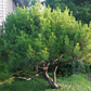 Pinus densiflora 'Heavy Bud' - 35-40 cm