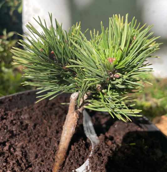 Pinus mugo 'Milky Way' - 10-15 cm