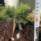 Pinus mugo 'Milky Way' - 10-15 cm