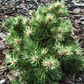 Pinus mugo 'Milky Way' - 10-15 cm