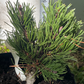 Pinus contorta 'Krnak' - 15 cm