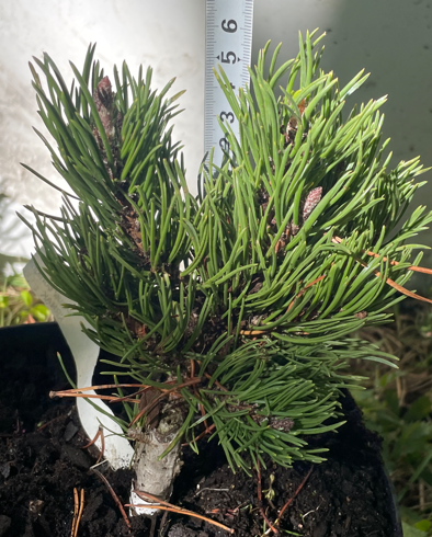 Pinus contorta 'Krnak' - 15 cm