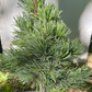Pinus aristata 'Silver Boy' - 30-35 cm