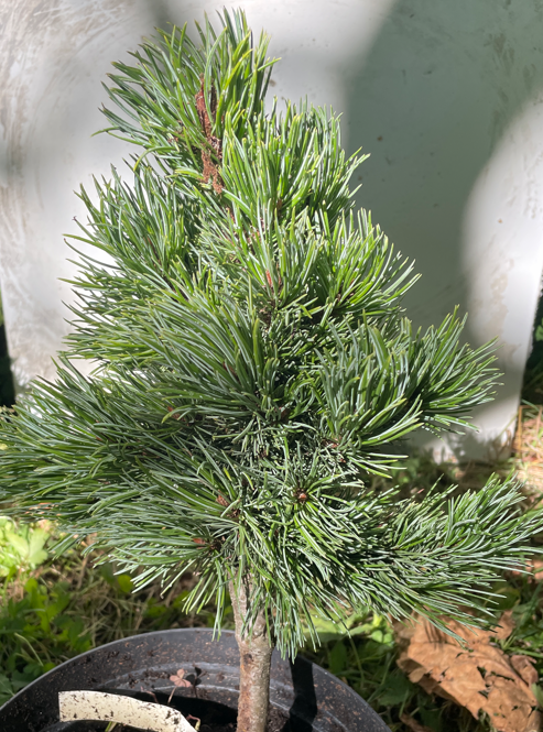 Pinus aristata 'Silver Boy' - 30-35 cm