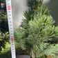 Pinus aristata 'Silver Boy' - 30-35 cm