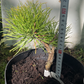Pinus contorta 'Chief Jopseph' - 15-20 cm