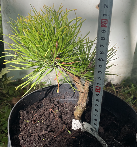 Pinus contorta 'Chief Jopseph' - 15-20 cm