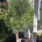 Pinus mugo 'Kokarde' - 30 cm