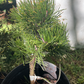 Pinus mugo 'Kokarde' - 30 cm