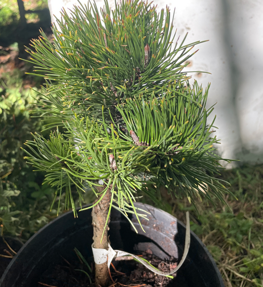 Pinus mugo 'Kokarde' - 30 cm