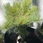 Pinus parviflora 'Hagoromo' - 25 cm