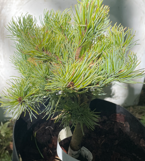 Pinus parviflora 'Hagoromo' - 25 cm