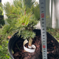 Pinus parviflora 'Hagoromo' - 25 cm
