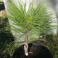 Pinus tabuliformis 'Jiuzhaigou Valley' - 25-30 cm