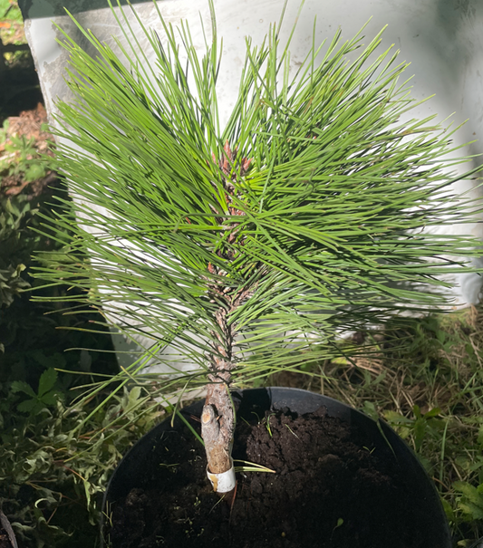 Pinus tabuliformis 'Jiuzhaigou Valley' - 25-30 cm