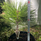 Pinus tabuliformis 'Jiuzhaigou Valley' - 25-30 cm