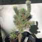 Pinus parviflora 'Kin-Po' - 25-30 cm
