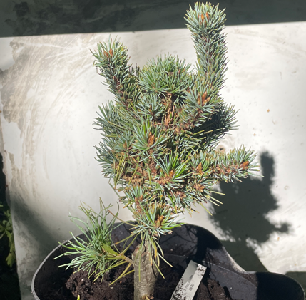 Pinus parviflora 'Kin-Po' - 25-30 cm