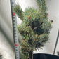 Pinus parviflora 'Kin-Po' - 25-30 cm