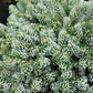 Abies koreana 'Kohout's Icebreaker'