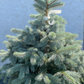 'Brad' Molid argintiu - Picea pungens 'Baby Blue' - 80 cm