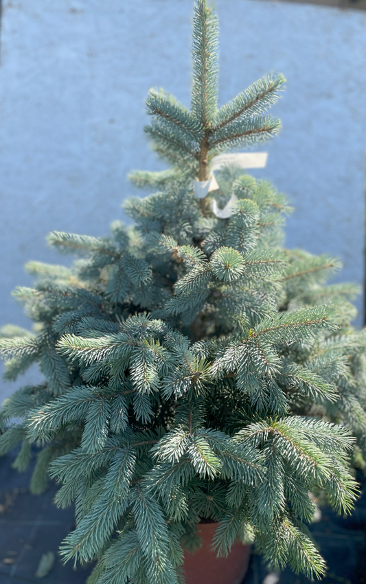 'Brad' Molid argintiu - Picea pungens 'Baby Blue' - 80 cm