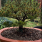 SET Pin alb japonez 'Filip's Blue Diamond' in Ghiveci ciment - Pinus parviflora 'Filip's Blue Diamond'