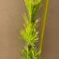 Pinus thunbergii 'Ogon' - 66 cm