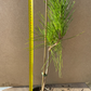 Pin negru japonez 'Aocho Matsu' - Pinus thunbergii 'Aocho Matsu' - 50 cm