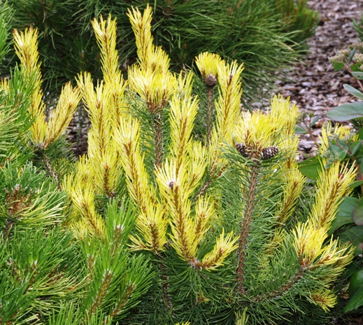 Pin mugo 'Rositech' - 45 cm