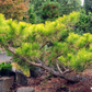 Pinus thunbergii 'Ogon' - 66 cm