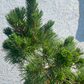 Pinus thunbergii 'Sayonara' - 65-70 cm
