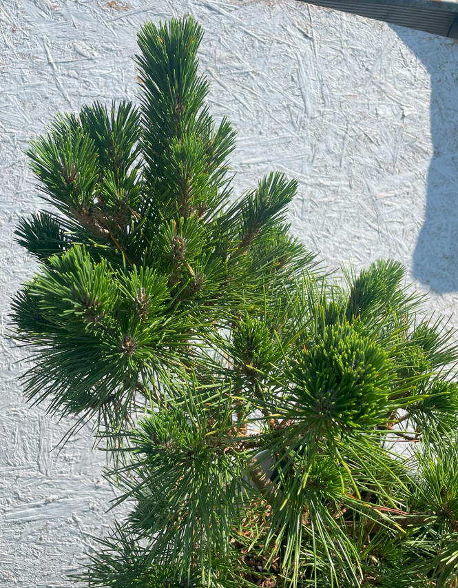 Pinus thunbergii 'Sayonara' - 65-70 cm