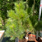 Pinus uncinata 'Tucan' - 30-35 cm