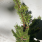 Pinus banksiana 'Betty' - 35-40 cm