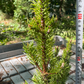Pinus banksiana 'Betty' - 35-40 cm