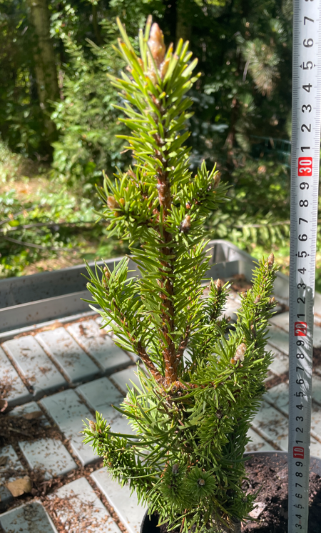 Pinus banksiana 'Betty' - 35-40 cm