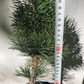 Pinus contorta 'Willow Creek' - 30 cm