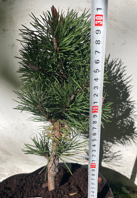 Pinus contorta 'Willow Creek' - 30 cm