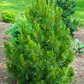 Pinus contorta 'Willow Creek' - 30 cm