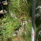 Pinus sylvestris 'Xaweri' - 45 cm