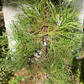 Pinus sylvestris 'Xaweri' - 45 cm