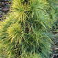 Pinus sylvestris 'Xaweri' - 45 cm