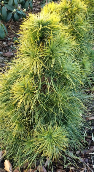 Pinus sylvestris 'Xaweri' - 45 cm