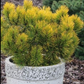 Pinus mugo 'Orange Sun' - 35 cm