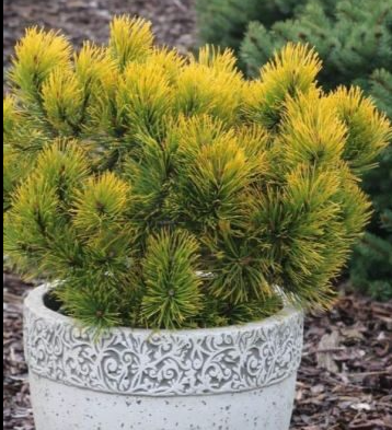 Pinus mugo 'Orange Sun' - 35 cm
