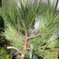 Pinus jeffreyi - 40 cm